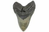 Massive, Fossil Megalodon Tooth - North Carolina #298783-1